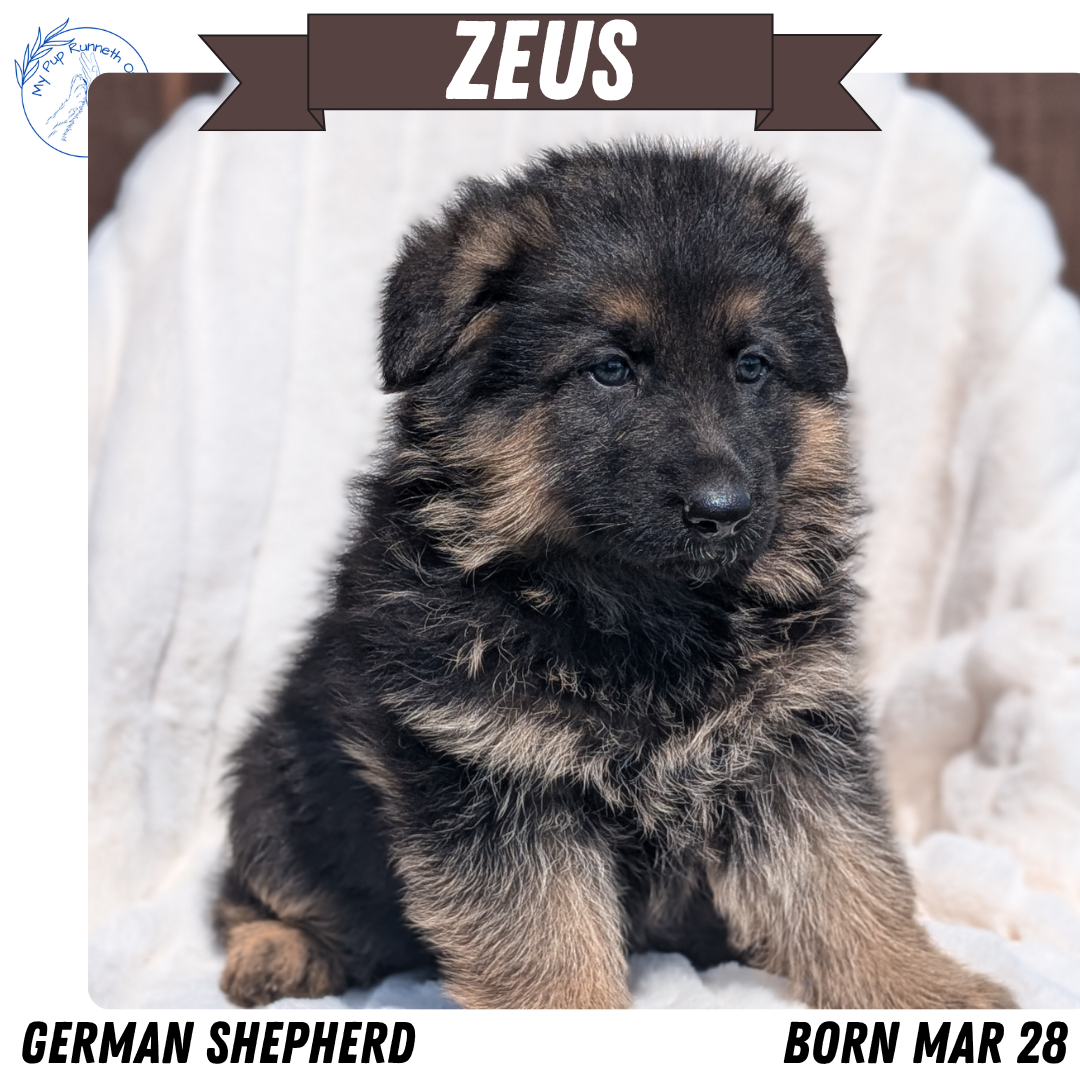 GERMAN SHEPHERD (MAR 28) MALES