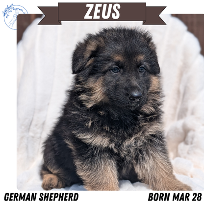 GERMAN SHEPHERD (MAR 28) MALES