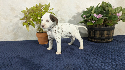 DALMATIAN (02/14) FEMALE