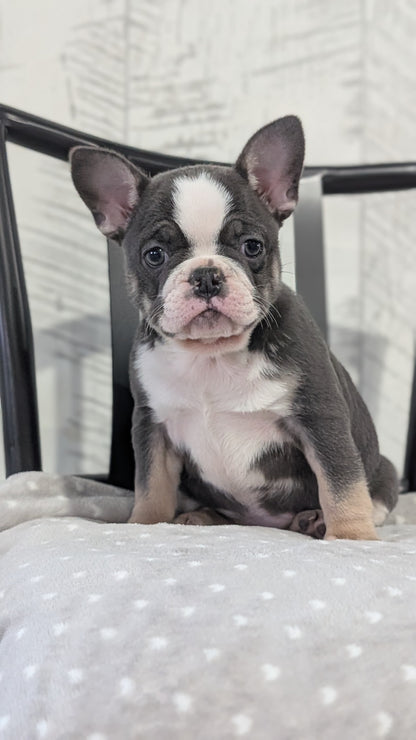 FRENCH BULLDOG (NOV 18) FEMALE