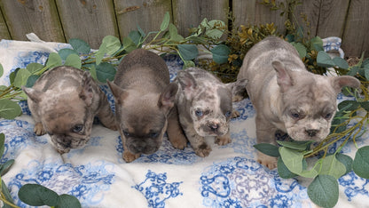 FRENCH BULLDOG (03/04) MALE