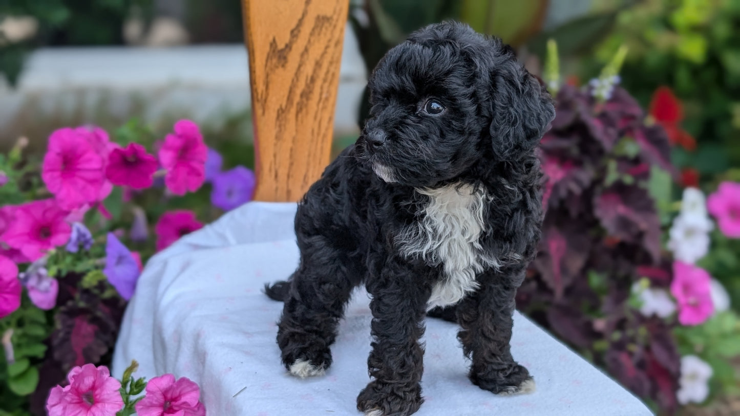 MALTIPOO (JUN 11) MALES