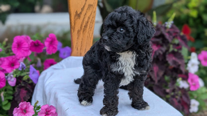 MALTIPOO (JUN 11) MALES