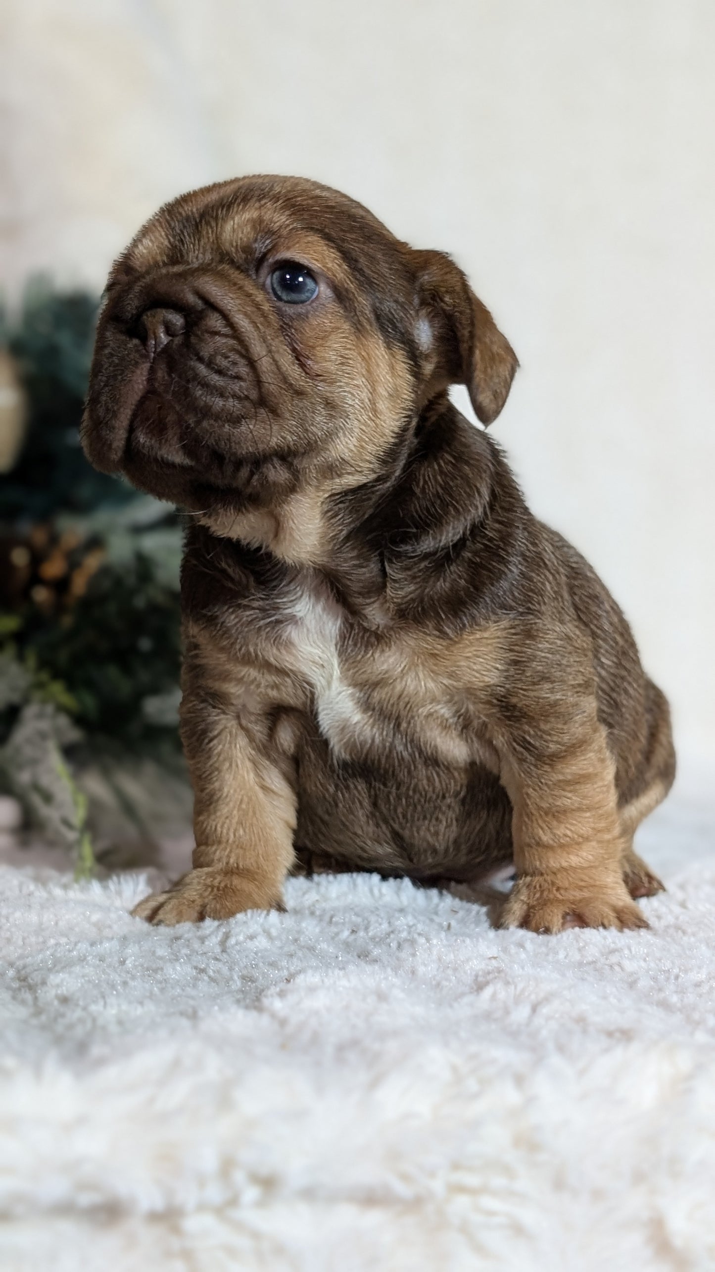 FRENCH BULLDOG (OCT 08) FEMALES