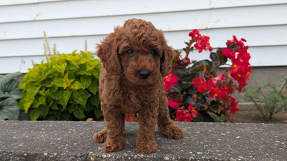 TOY POODLE (07/04) MALE