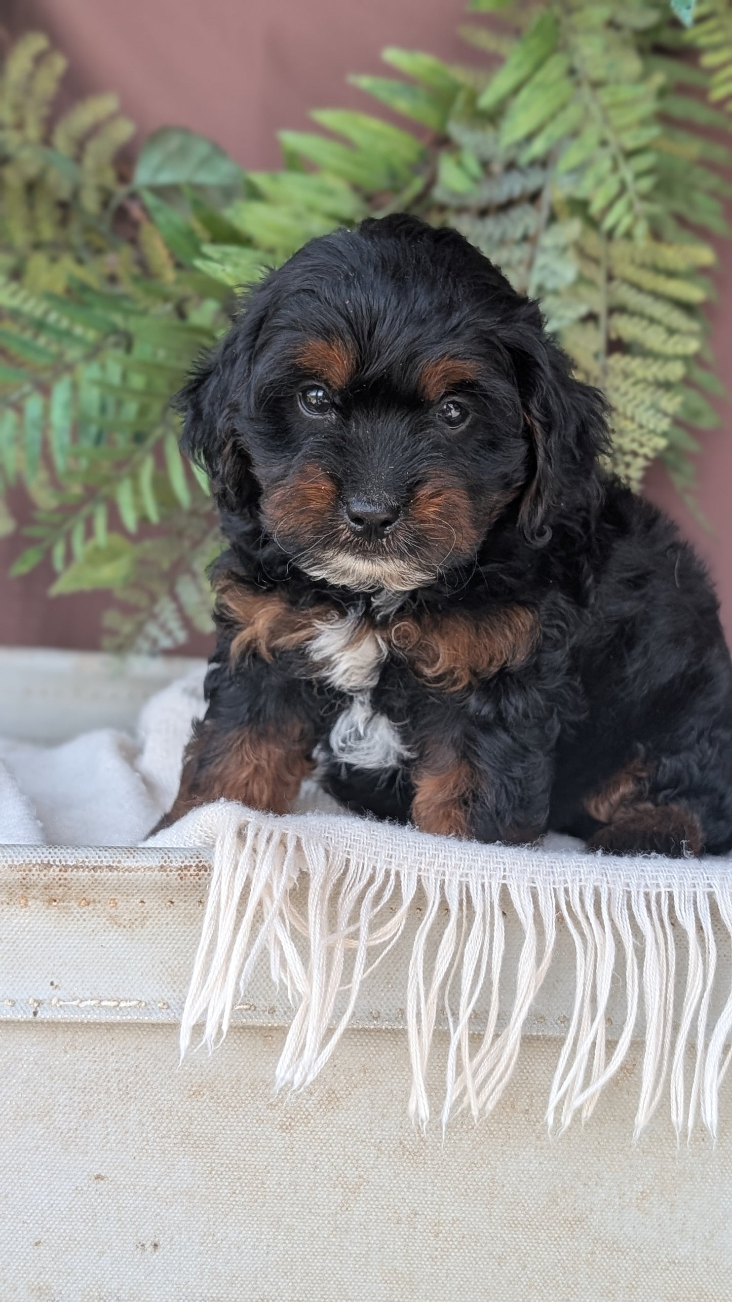 COCKAPOO (MAY 22) FEMALES