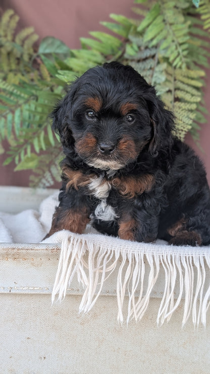 COCKAPOO (MAY 22) FEMALES
