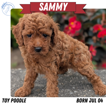 TOY POODLE (07/04) MALE