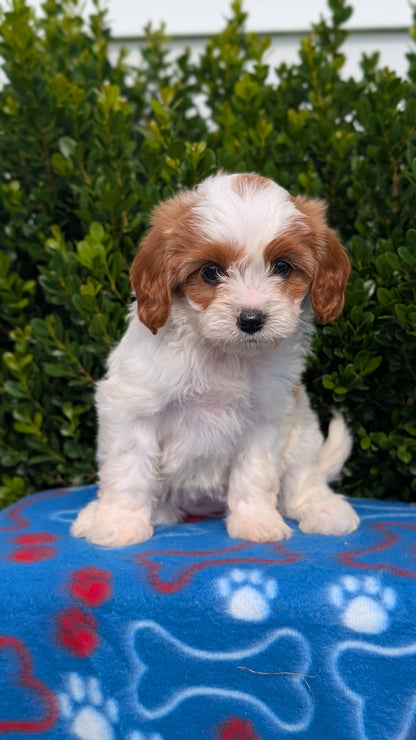 CAVAPOO (MAY 25) FEMALES