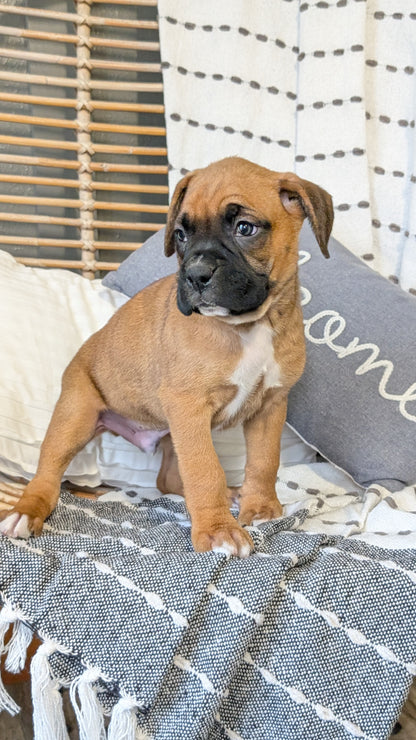 BOXER (OCT 12) MALES