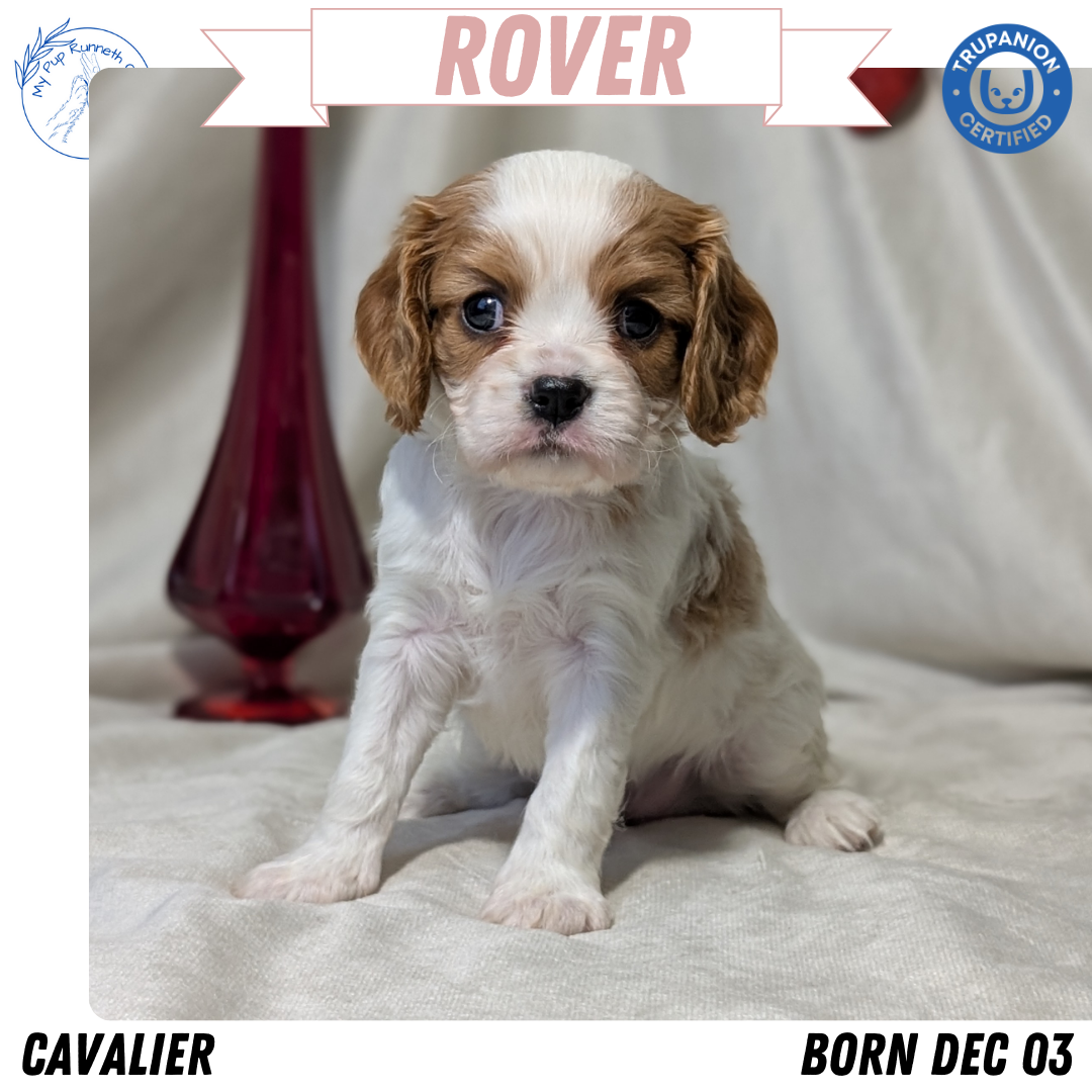 CAVALIER (DEC 03) MALES