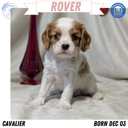 CAVALIER (DEC 03) MALES