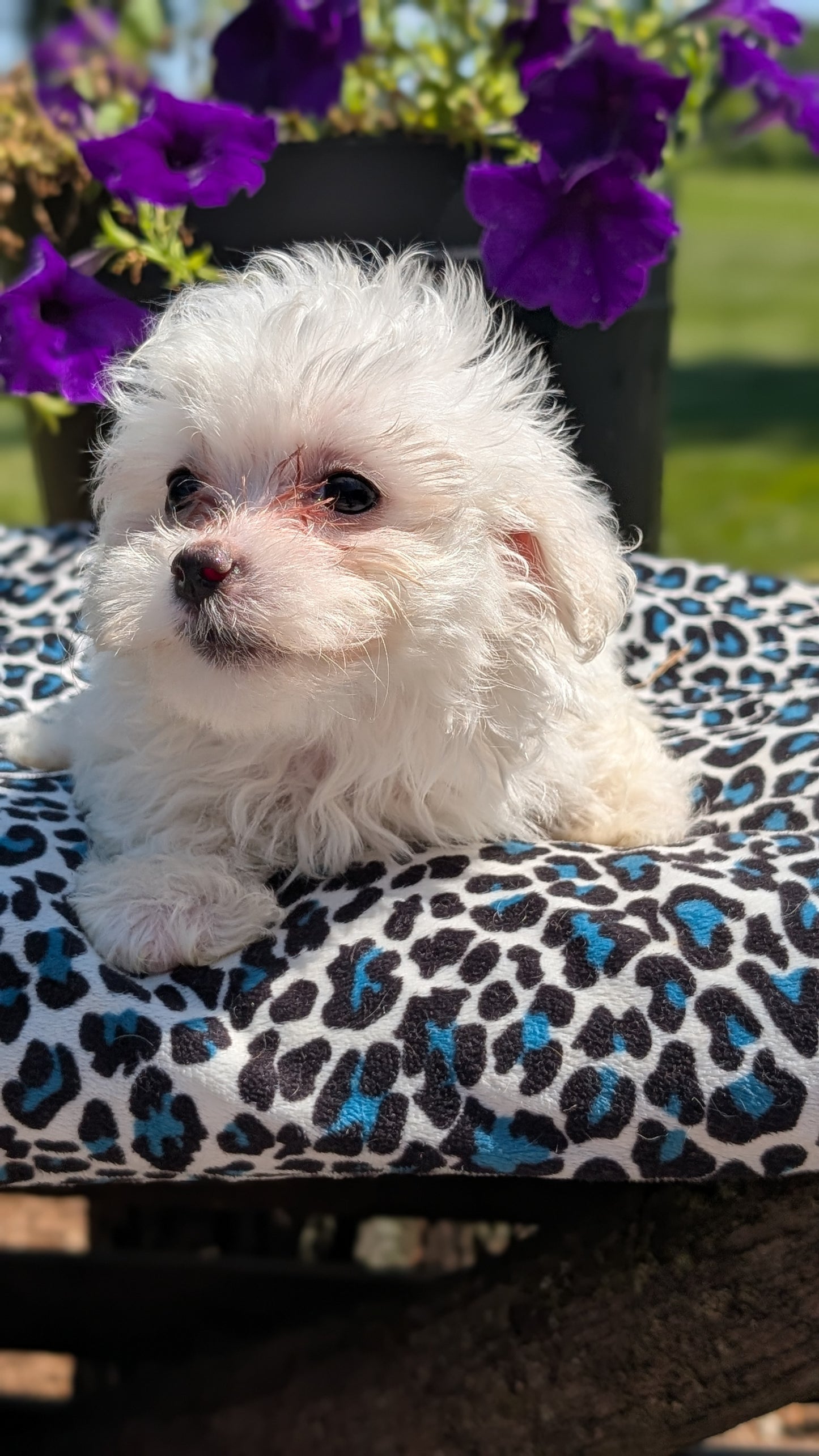 MALTESE (JUN 13) FEMALES