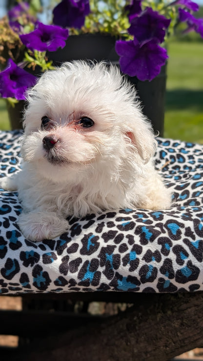 MALTESE (JUN 13) FEMALES