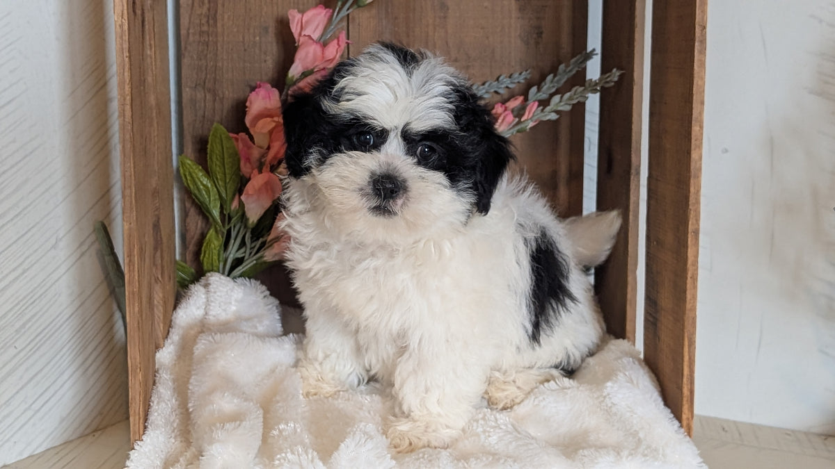 TEDDY BEAR (JUL 15) 1 MALE/1 FEMALE