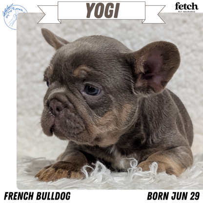 FRENCH BULLDOG (JUN 29) MALES
