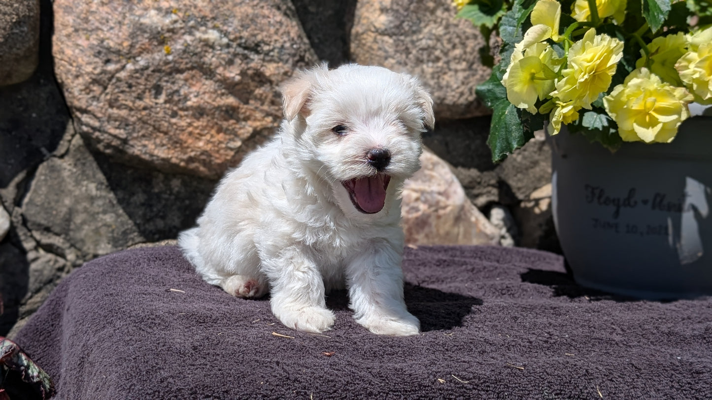 HAVANESE (MAY 14) MALES