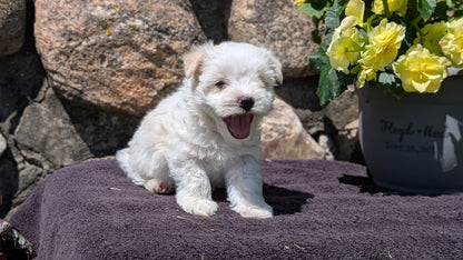 HAVANESE (MAY 14) MALES