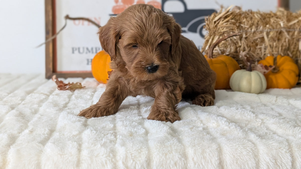 MINI GOLDENDOODLE (AUG 13) 6 MALES/3 FEMALES