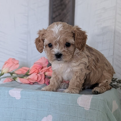 COCKAPOO (FEB 04) MALES