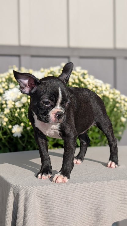 BOSTON TERRIER (JUL 11) 4 FEMALES/4 MALES