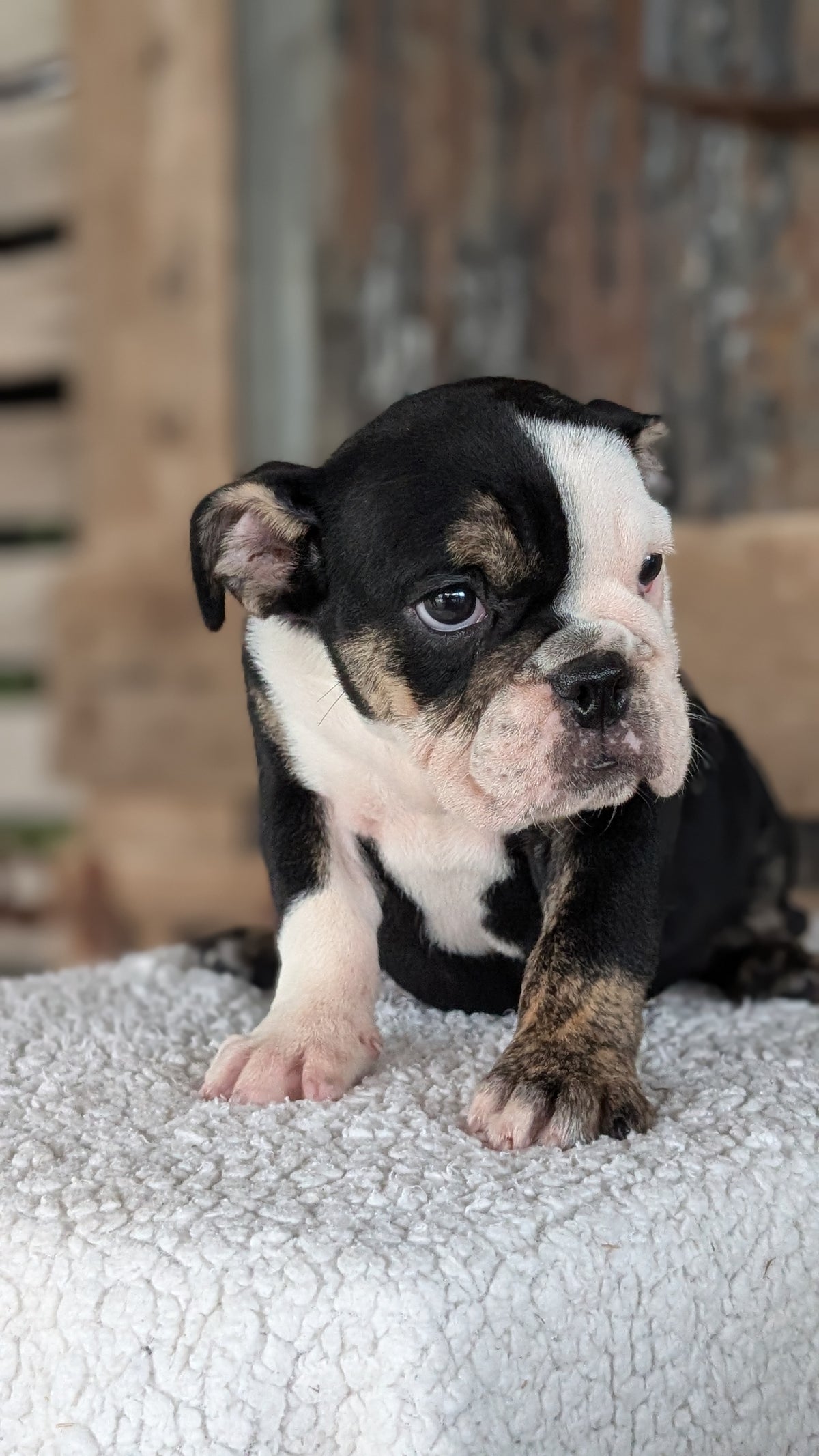 ENGLISH BULLDOG (JUN 29) 1 FEMALE/1 MALE