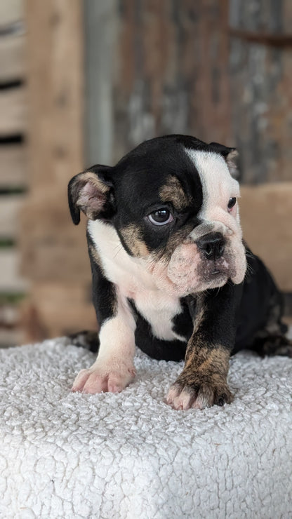 ENGLISH BULLDOG (JUN 29) 1 FEMALE/1 MALE