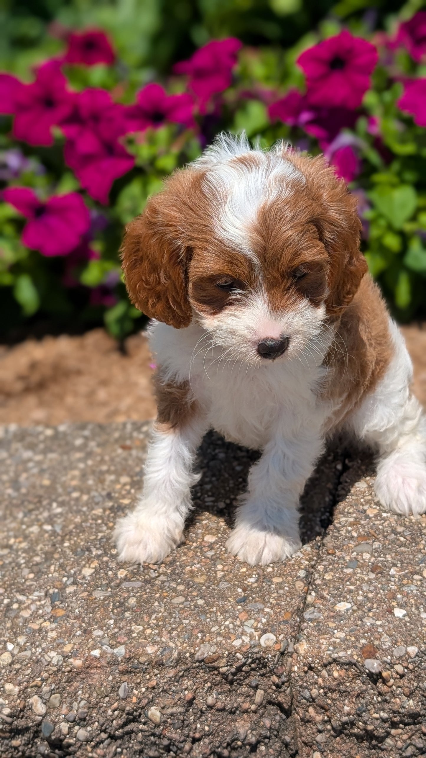 CAVAPOO (MAY 18) FEMALES