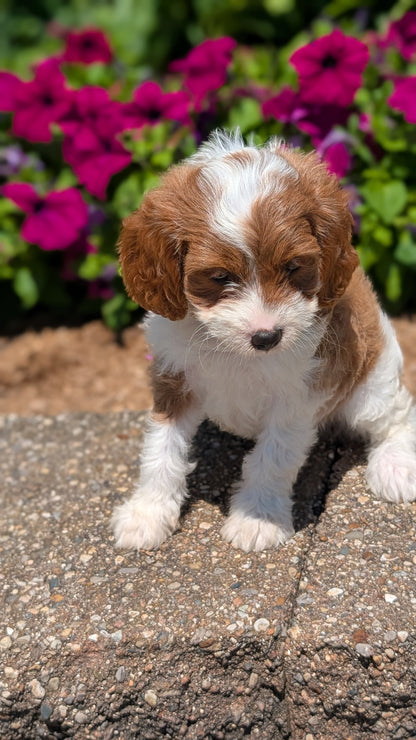 CAVAPOO (MAY 18) FEMALES