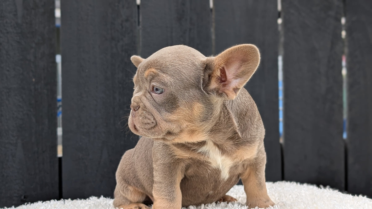 FRENCH BULLDOG (JUN 29) 3 MALES