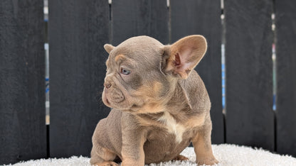 FRENCH BULLDOG (JUN 29) 3 MALES