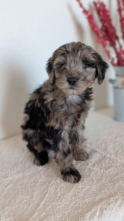 MINI BERNEDOODLE (OCT 15) FEMALES