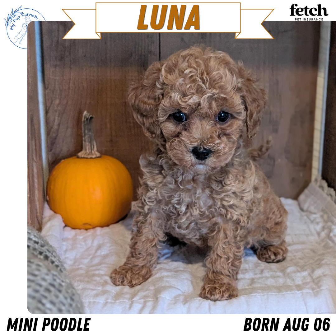 MINI POODLE (AUG 06) 5 FEMALES