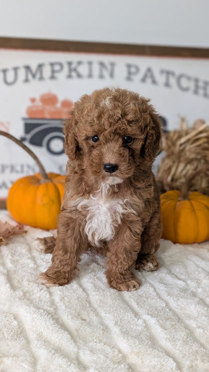 MINI GOLDENDOODLE (AUG 13) 6 MALES/3 FEMALES