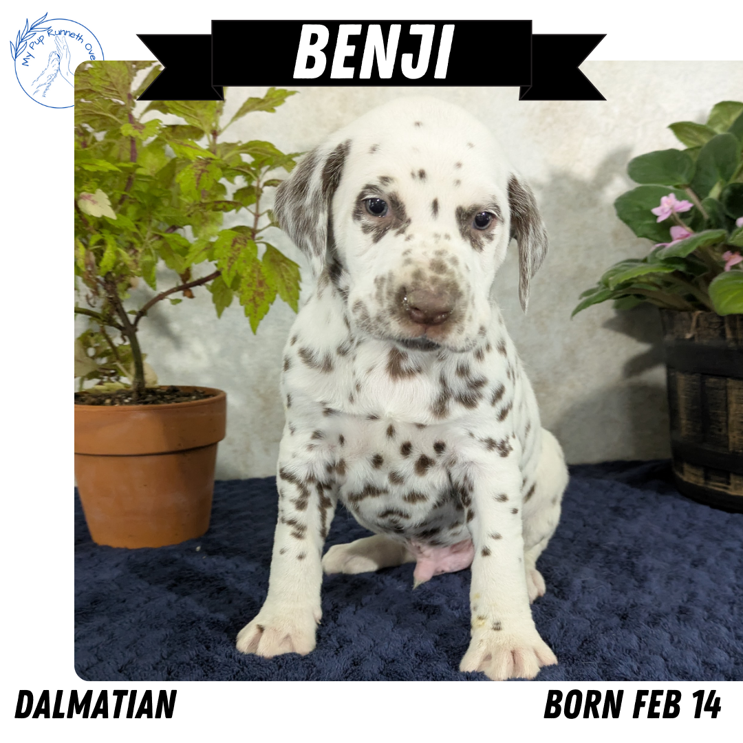 DALMATIAN (02/14) MALE