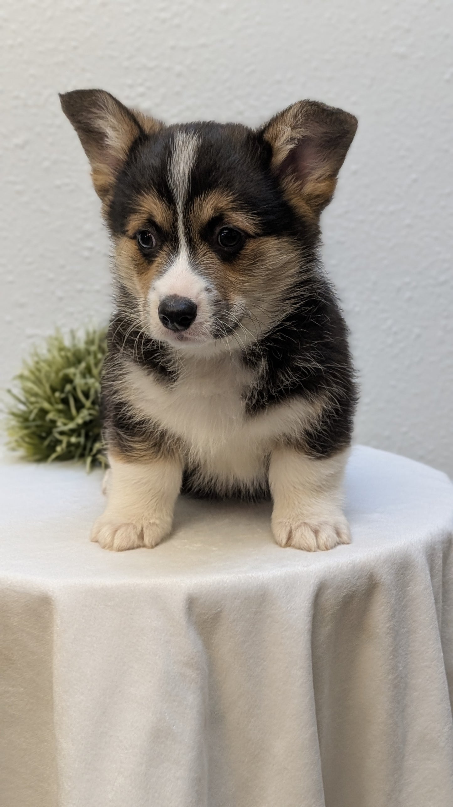 CORGI (JAN 05) MALES