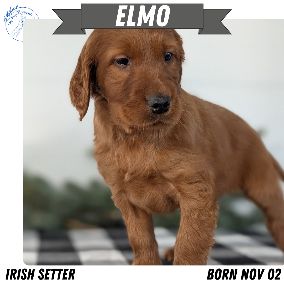 IRISH SETTER (NOV 02) MALES
