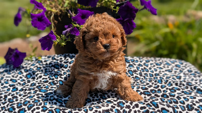 TOY POODLE (JUN 25) MALES