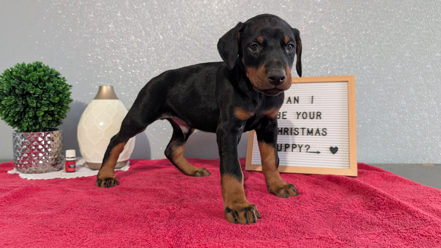 DOBERMAN PINSCHER (OCT 17) MALES