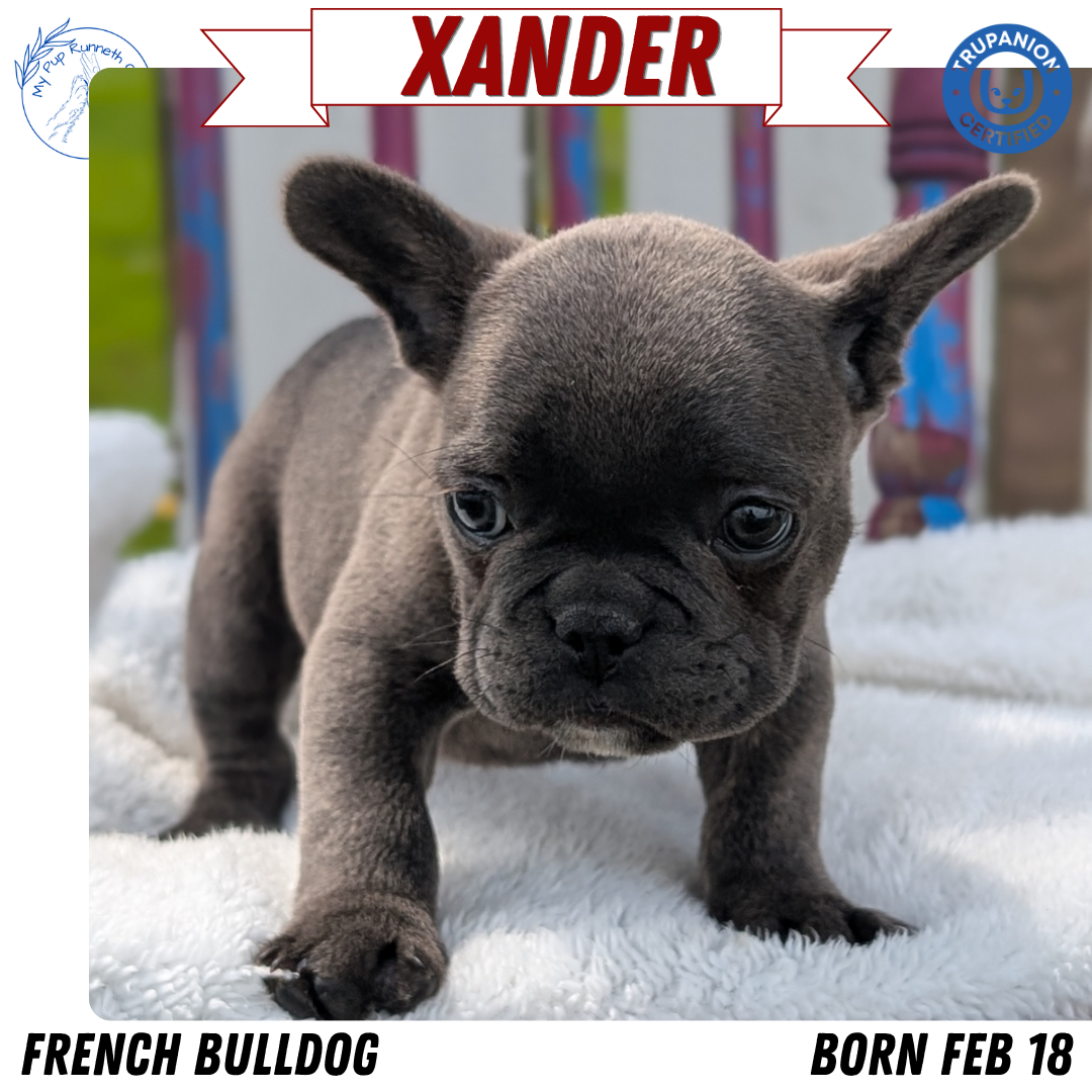 FRENCH BULLDOG (FEB 18) MALE