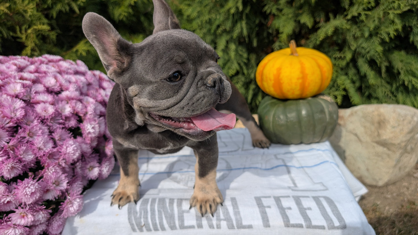 FRENCH BULLDOG (07/03) FEMALE