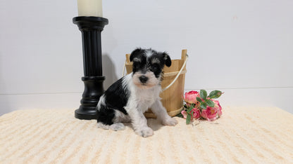 MINI SCHNAUZER (02/18) FEMALE