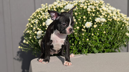 BOSTON TERRIER (JUL 11) 4 FEMALES/4 MALES