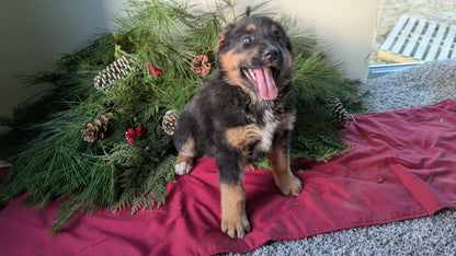 GOLDEN BERNESE (10/28) FEMALE