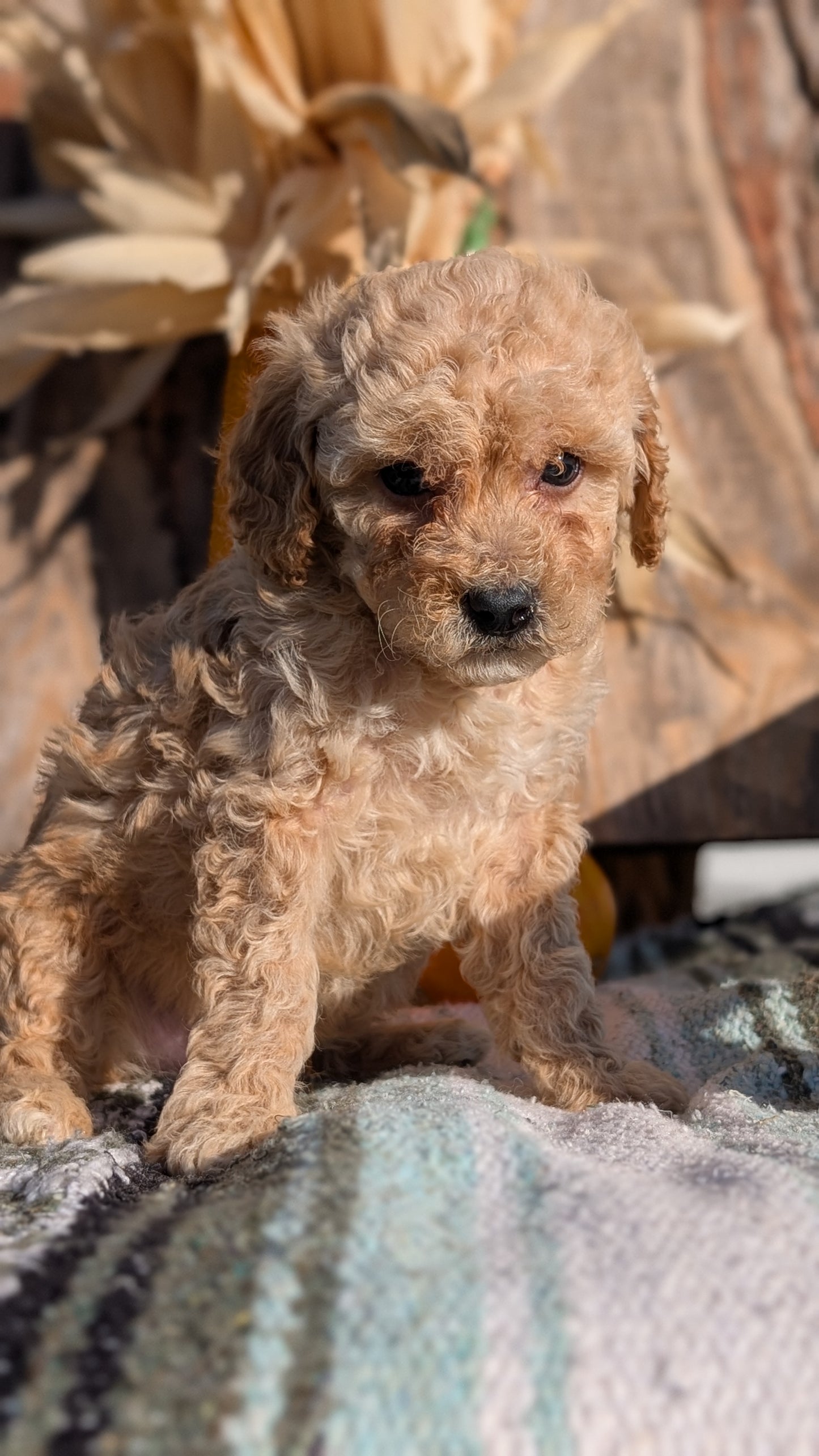 CAVAPOO (OCT 02) MALES