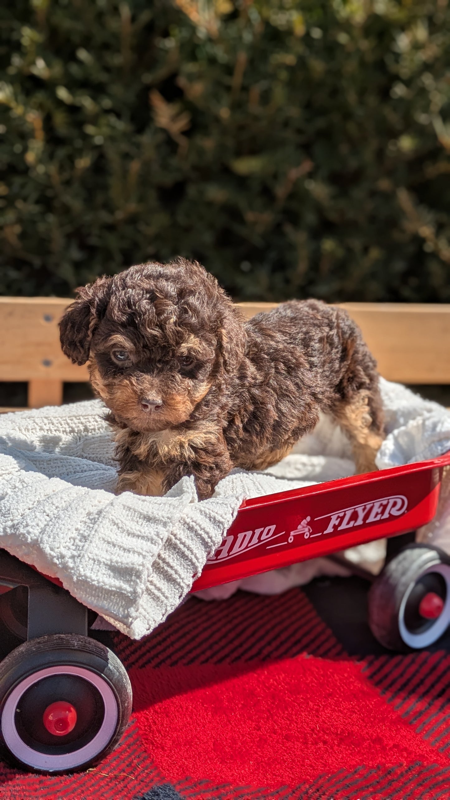 TOY POODLE (01/23) FEMALE