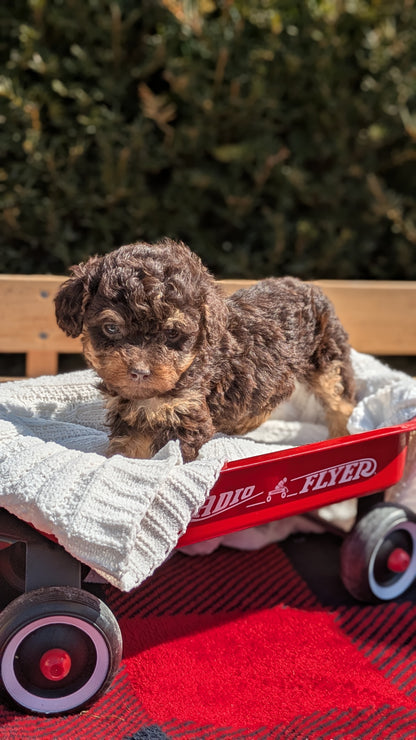TOY POODLE (01/23) FEMALE