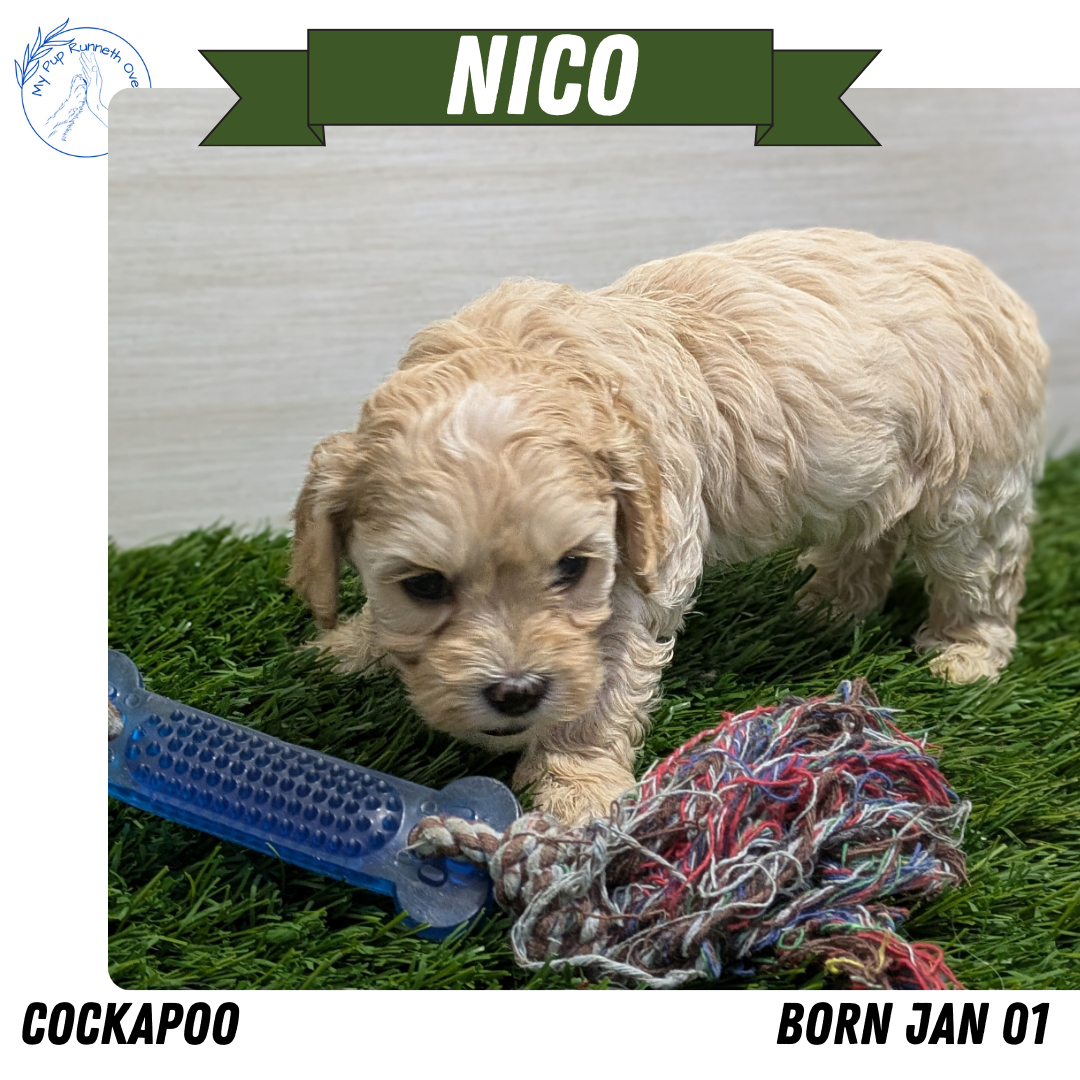 Cockapoo Temp COCKAPOO (01/01) MALE – My Pup Runneth Over