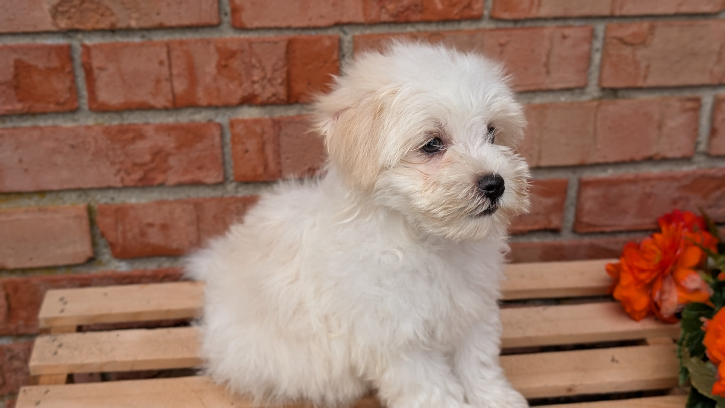 HAVANESE (MAY 14) MALES