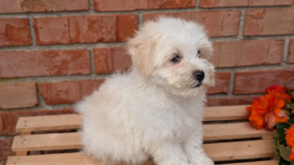 HAVANESE (MAY 14) MALES